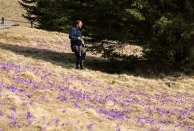 Bir fotoğrafçı ve çiğdemler çayır üzerinde bir sürü. Chocholowska Vadisi