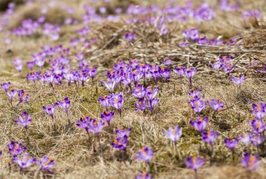 Çiğdemler çayır, ilk bahar çiçek üzerinde
