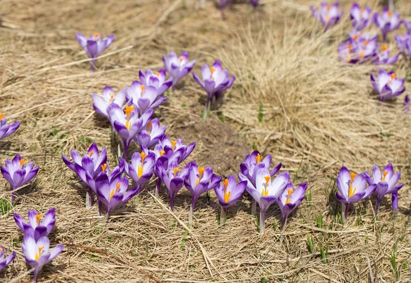 Crocuses on the meadow, first springtime flowers — Stock Photo, Image