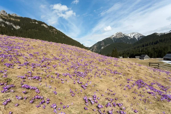 牧草地、最初の春花のクロッカス — ストック写真