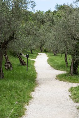 Garda Gölü üzerinde Sirmione'da zeytin ağaçları.