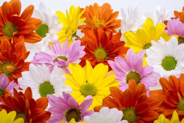 Kasımpatı çiçekleri yakın çekim