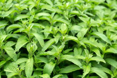 Nane bitki sebze yetiştirilen bahçe