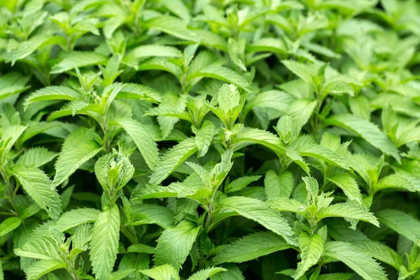 Mint plant geteeld op plantaardige tuin — Stockfoto