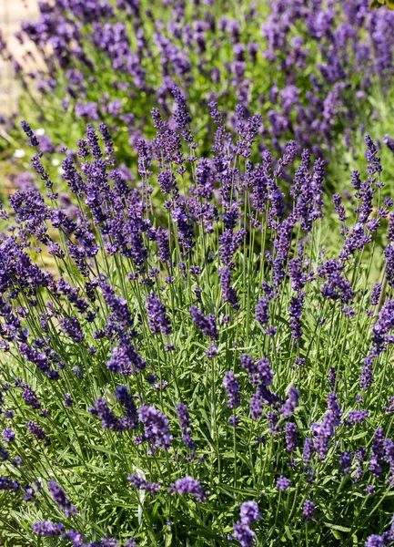Garten mit dem blühenden Lavendel — Stockfoto