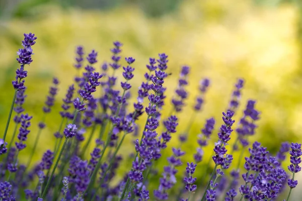 Giardino con la fiorente lavanda — Foto Stock