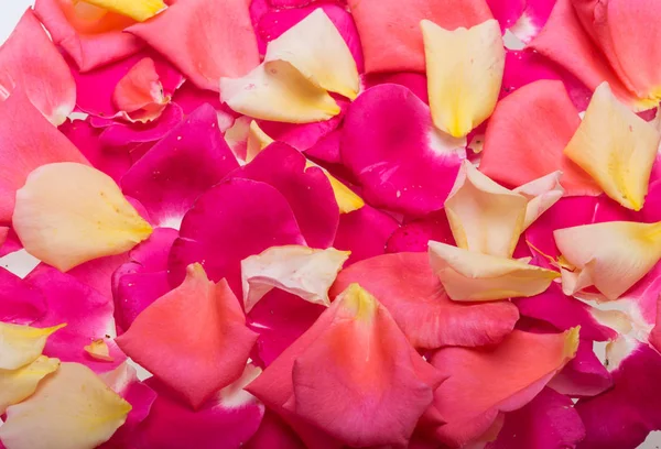 Blütenblätter von rosa und gelben Rosen — Stockfoto