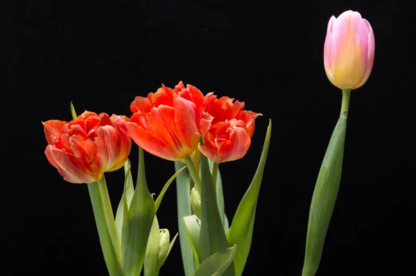 Buquê de flores de tulipa primavera fresca — Fotografia de Stock