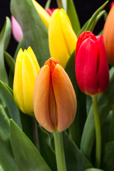 Colorful bouquet of fresh spring tulip flowers — Stock Photo, Image