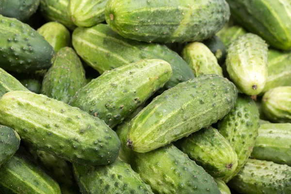 A lot of young cucumbers Royalty Free Stock Photos