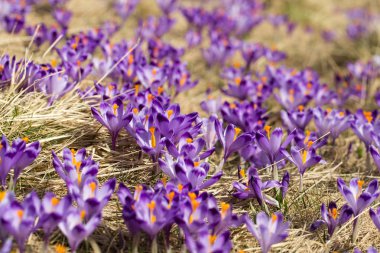 Çiğdemler çayır, ilk bahar çiçek üzerinde