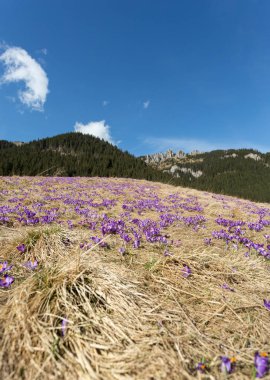 Çiğdemler çayır, ilk bahar çiçek üzerinde