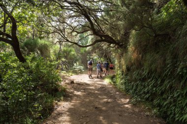 Turist sulama kanalları yürüyor. Levada tropikal ormanda, Madeira olarak bilinen tarihi su sistemi 