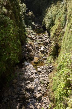 Madeira Adası dağlarda tropikal orman 