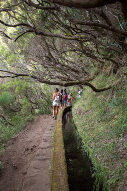 Turist sulama kanalları yürüyor. Levada tropikal ormanda, Madeira olarak bilinen tarihi su sistemi 