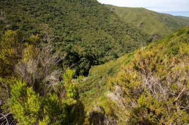 Dağlar ve yağmur ormanları tepeler Madeira hava pitoresk Panoraması