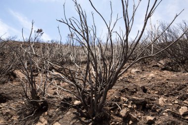 Dünya Mirası ormanlar Madeira korkunç 2016 yılında ateş tarafından yok. Bazı ağaçlar yaşamın büyük olacak ve bu felaket atlattı.