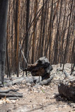 Dünya Mirası ormanlar Madeira korkunç 2016 yılında ateş tarafından yok. Bazı ağaçlar yaşamın büyük olacak ve bu felaket atlattı.