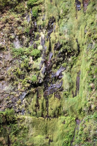 Risco wasserfall der fünfundzwanzig brunnen levada wanderweg, madeira — Stockfoto