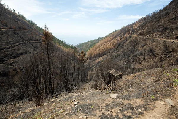 Dünya Mirası ormanlar Madeira korkunç 2016 yılında ateş tarafından yok. Bazı ağaçlar yaşamın büyük olacak ve bu felaket atlattı.