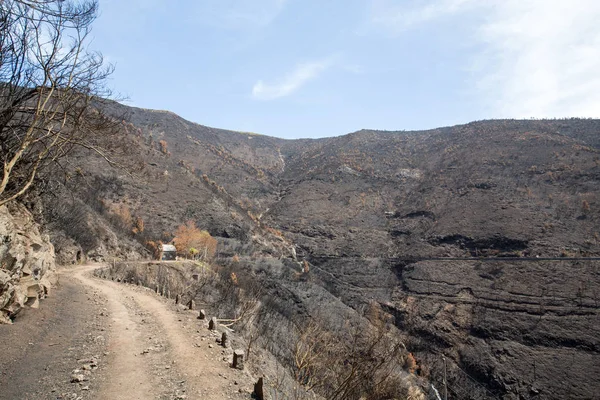 Dünya Mirası ormanlar Madeira korkunç 2016 yılında ateş tarafından yok. Bazı ağaçlar yaşamın büyük olacak ve bu felaket atlattı.