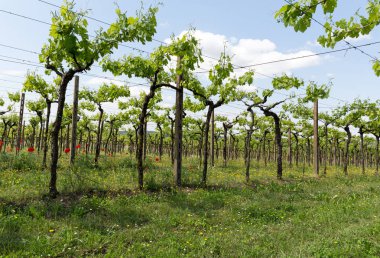 Vineyards in the Valpolicella region in Italy clipart