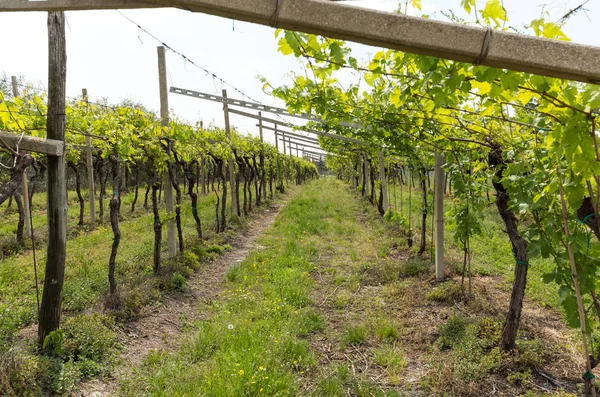 Wijngaarden in het Valpolicella gebied in Italië — Stockfoto