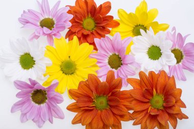 renkli kasımpatı çiçekleri