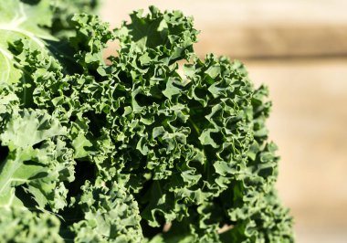 Sağlıklı taze kıvırcık lahana