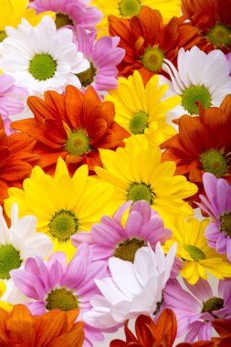 renkli kasımpatı çiçekleri