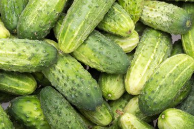 bir sürü genç salatalık