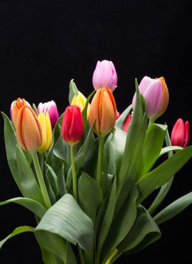 Taze bahar lale çiçekleri.