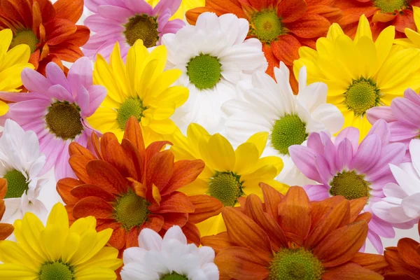 화려한 국화 꽃 — 스톡 사진