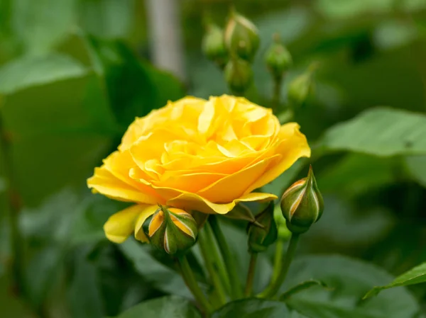 Κίτρινο τριαντάφυλλο στο υποκατάστημα στον κήπο — Φωτογραφία Αρχείου