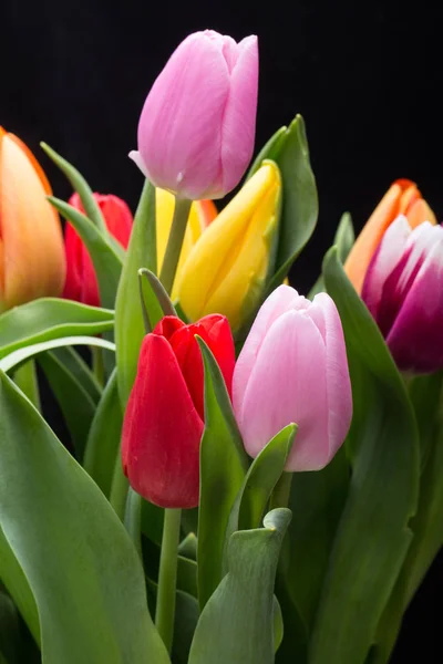 Букет свежих весенних цветов тюльпана — стоковое фото