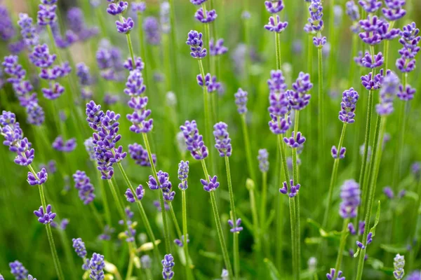 Puutarha kukoistava laventeli — kuvapankkivalokuva