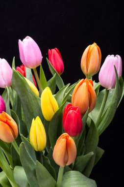 renkli taze bahar Lale çiçek buketi