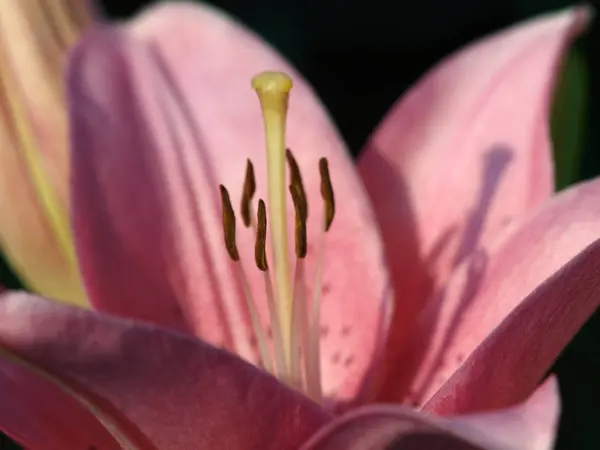 Pink lily květina v zahradě — Stock fotografie