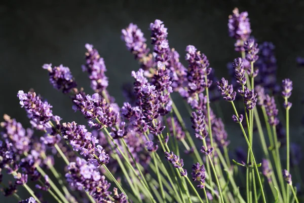 Jardín con la floreciente lavanda — Foto de Stock