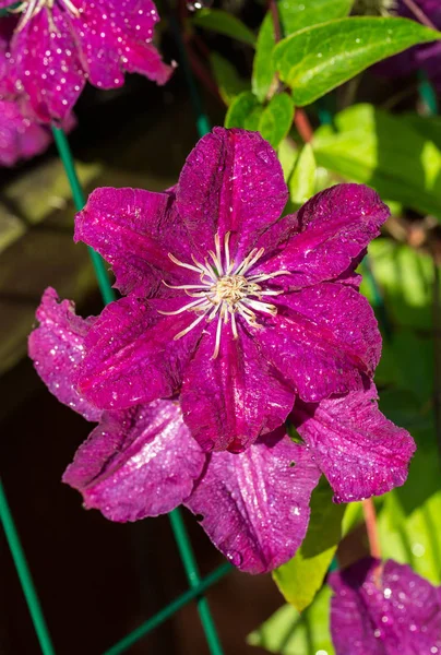 Schöne lila Blüten der Clematis — Stockfoto