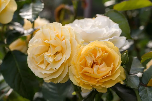 Gelbe Rose am Zweig im Garten. — Stockfoto