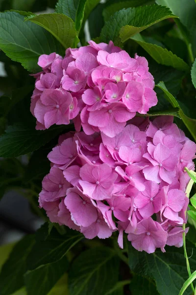 Close up van Roze hortensia bloem — Stockfoto