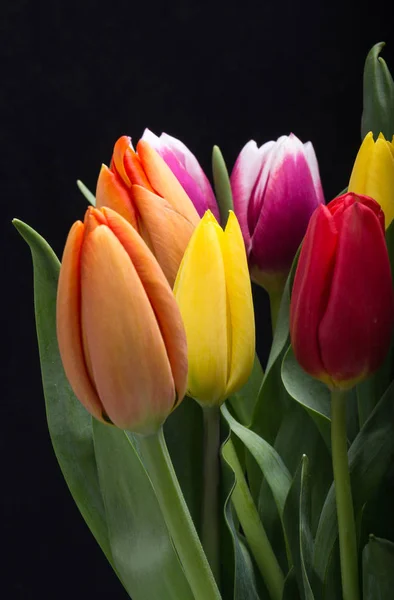 Barevné kytice svěží jarní Tulipán — Stock fotografie