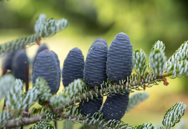 Kore göknarı koniler 