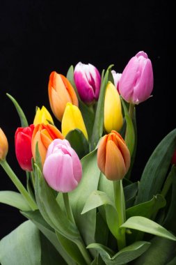  taze bahar Lale çiçek.