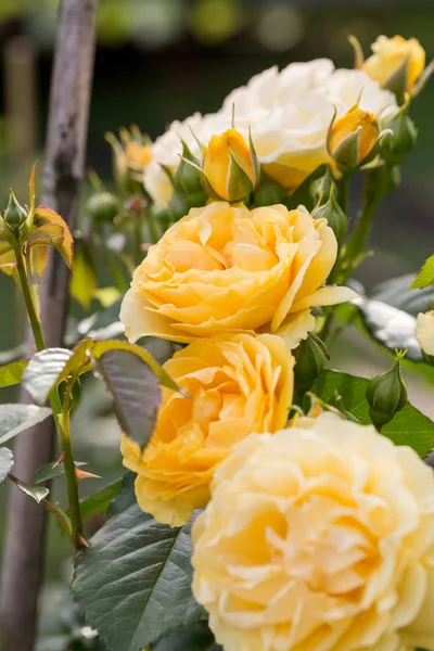 Жовта троянда на філіалі в саду. — стокове фото