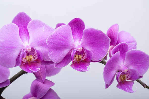 Růžový pruhovaný orchidej květina — Stock fotografie