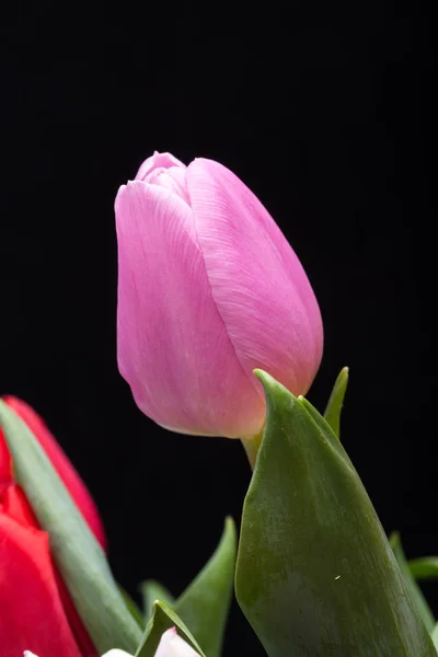 Flores de tulipa de primavera frescas . — Fotografia de Stock