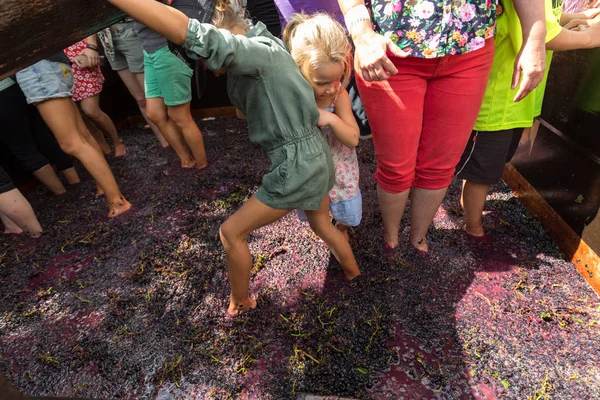 Le uve vengono frantumate nel modo tradizionale durante il Madeira Wine Festival a Estreito de Camara de Lobos, Madeira — Foto Stock