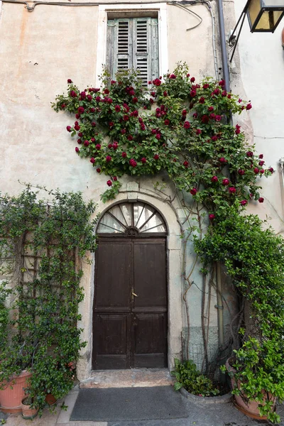 Bush de rosas rojas en la pared de la vieja casa  . — Foto de Stock